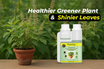 Plantify TulsiZen: The Best Organic Liquid Potting Mixture for Healthy Tulsi Plants