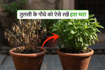 हरा-भरा रहेगा तुलसी का पौधा, यहाँ जानें देखभाल के आसान उपाय