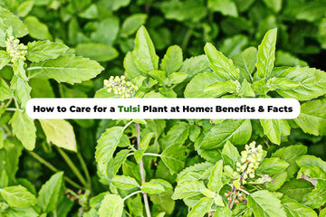 How to Care for a Tulsi Plant at Home: Benefits & Facts