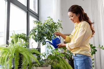 Easy to grow plants in Winter