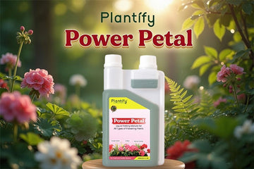 How to Boost Plant Growth Naturally for More Flowers and Healthier Plants